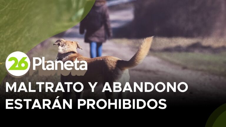 Sanciones por Maltrato Animal en Espa&ntilde;a