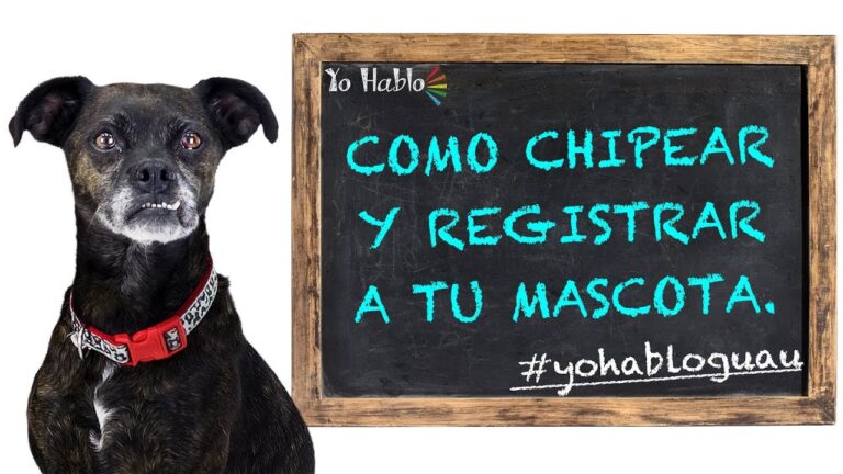 Implantaci&oacute;n del Microchip y la Ley de Protecci&oacute;n Animal