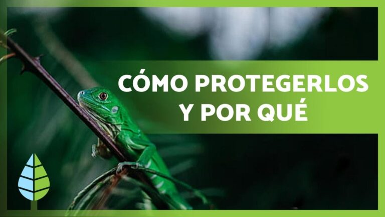 Impacto de las Leyes Medioambientales en Especies en Peligro