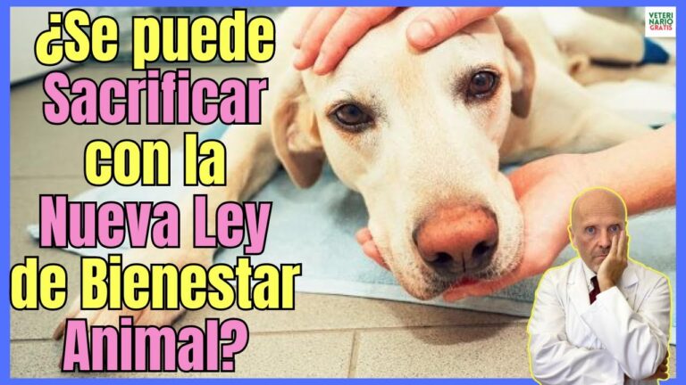 Adopci&oacute;n de Mascotas y la Ley de Protecci&oacute;n Animal en Espa&ntilde;a