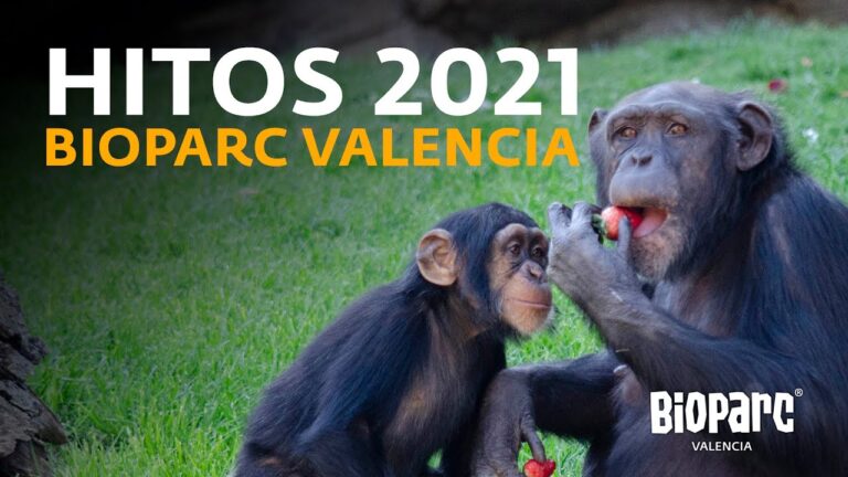Compromiso de Espa&ntilde;a con la Protecci&oacute;n Animal