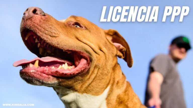 Permisos para la adopci&oacute;n de mascotas en Espa&ntilde;a