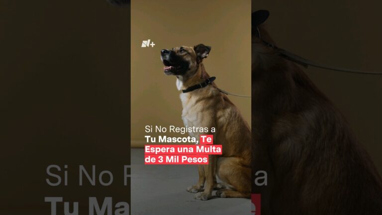 Reglamentos de Tenencia de Mascotas en Ciudades Espa&ntilde;olas: Un An&aacute;lisis Actualizado