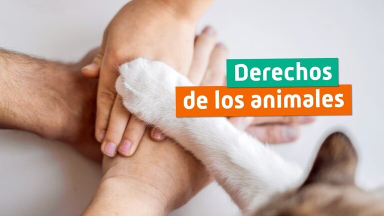 Derechos de los Animales y su Marco Legal en España