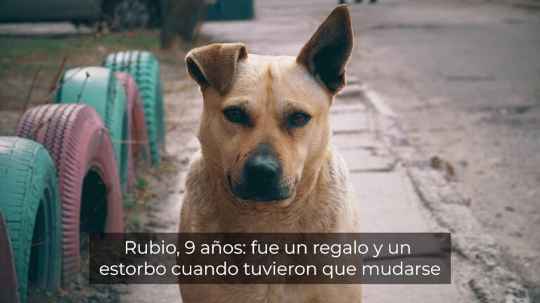 Prevenci&oacute;n del Abandono de Mascotas en Espa&ntilde;a: Estrategias Efectivas