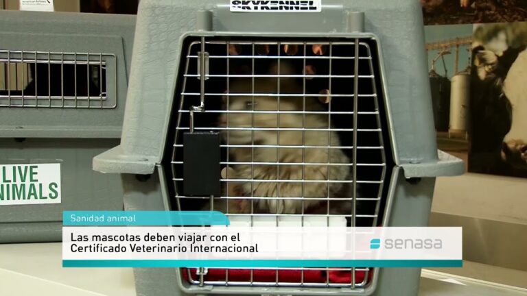 Normativas para Pasear Mascotas en Espa&ntilde;a: Gu&iacute;a Esencial