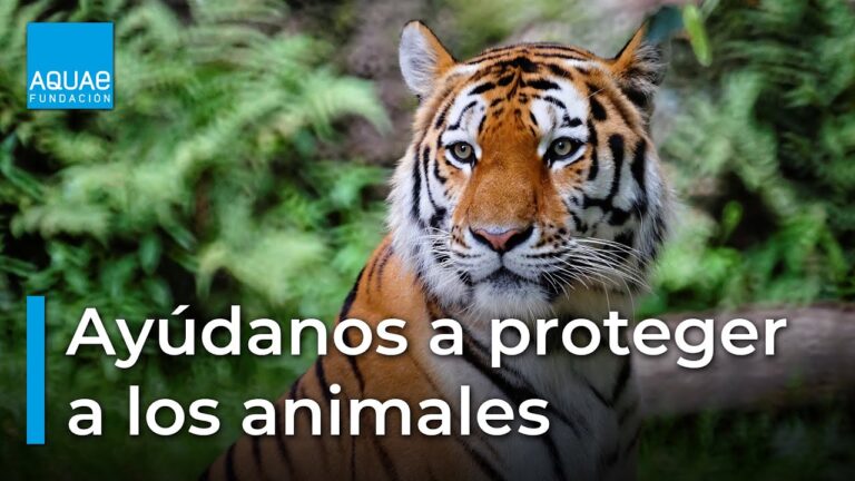 Medidas Efectivas para la Protecci&oacute;n de Especies en Peligro en Espa&ntilde;a