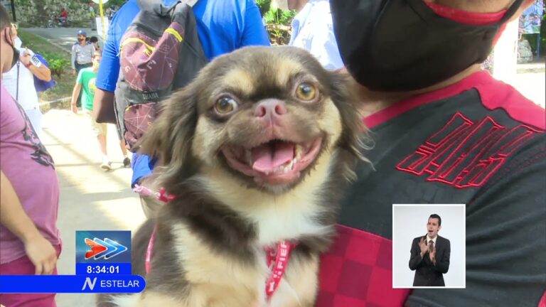 Adopci&oacute;n Legal de Animales Dom&eacute;sticos: Un Compromiso Responsable