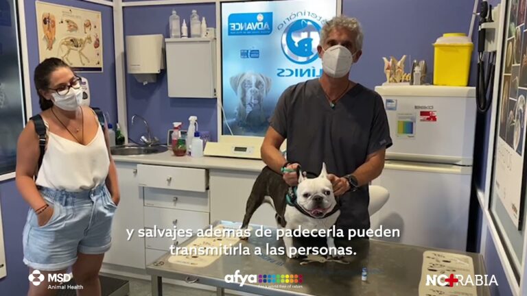 Servicios Veterinarios Obligatorios en Espa&ntilde;a: Lo Que Debes Saber