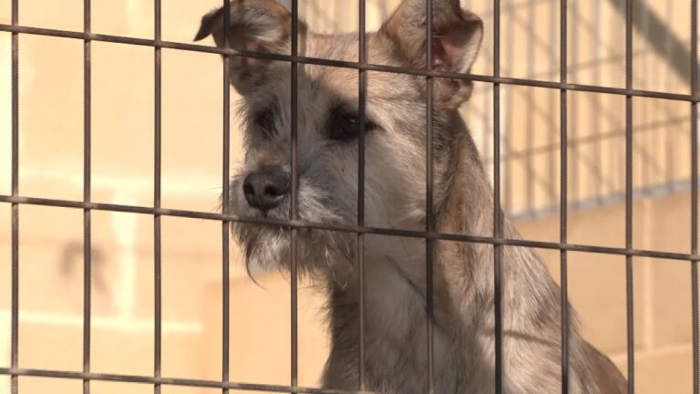 La participaci&oacute;n ciudadana en la protecci&oacute;n animal