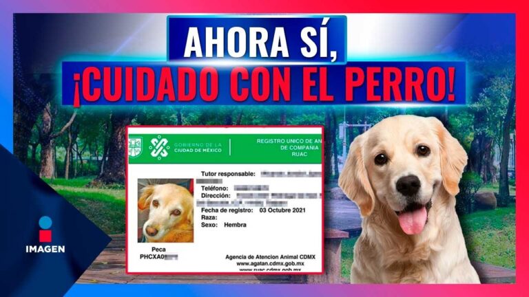 Normativa Actual sobre Paseo de Animales Dom&eacute;sticos