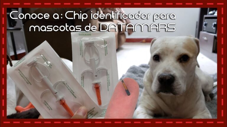 Registro de Animales con Microchip en España: Todo lo que Necesitas Saber