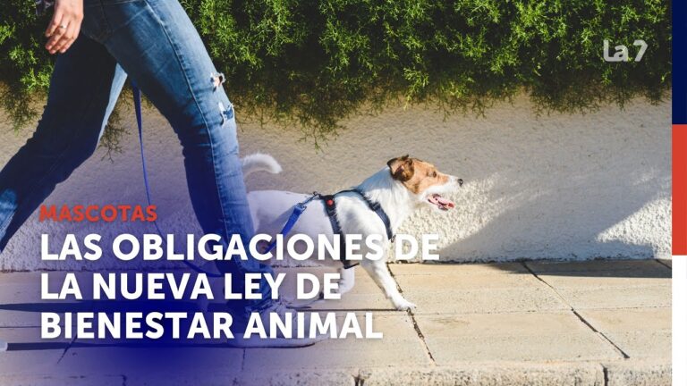 Responsabilidades Legales de los Propietarios de Mascotas en España