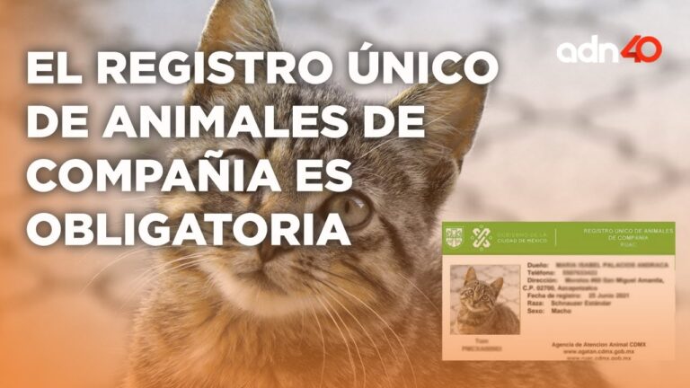 Avances en la legislaci&oacute;n sobre protecci&oacute;n animal y registro de mascotas
