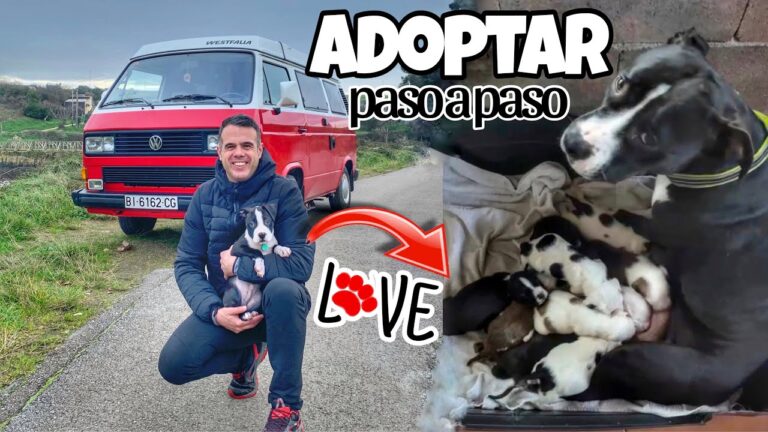 Gu&iacute;a Completa sobre los Procedimientos de Adopci&oacute;n de Animales en Espa&ntilde;a