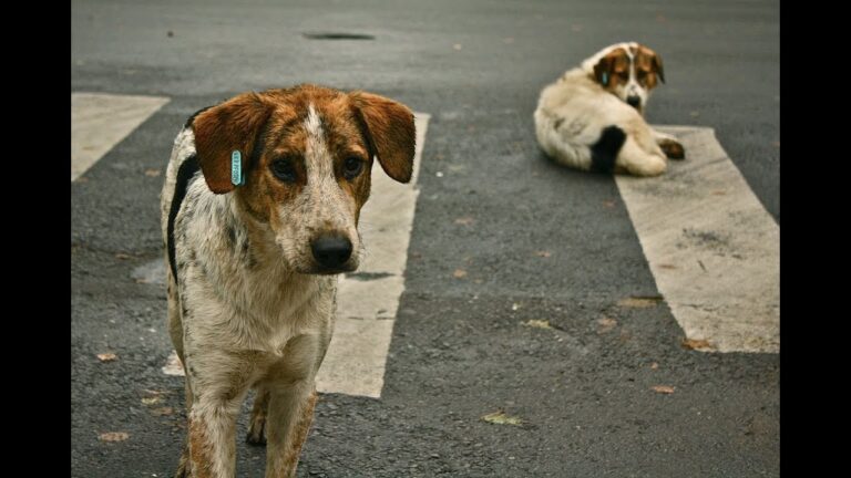 Respeto por los Animales y Convivencia Social