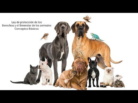 Derechos y Garant&iacute;as Legales para la Protecci&oacute;n Animal