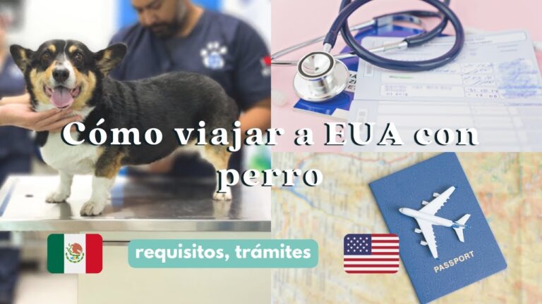 Requisitos Legales para Pasear Mascotas en Espa&ntilde;a