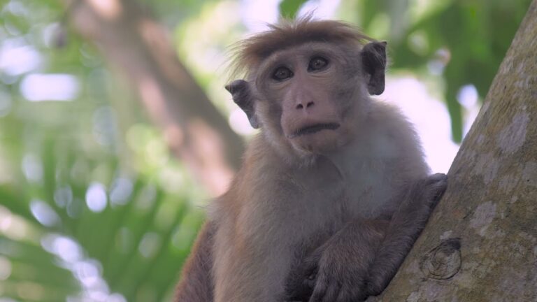 Impacto de la Ley en la Protecci&oacute;n Animal