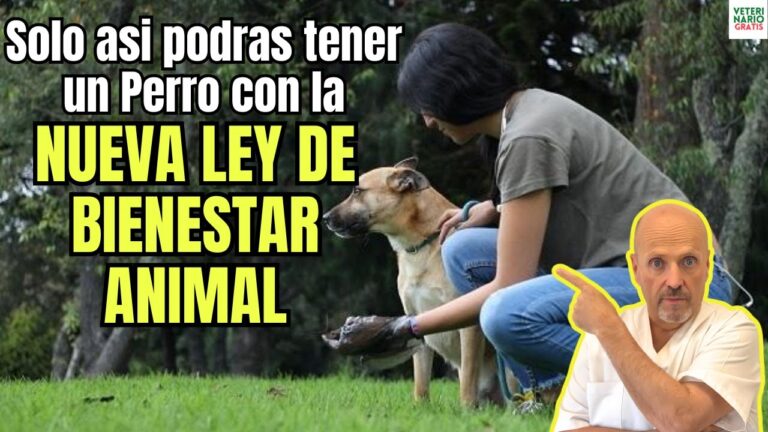 Normativas Legales sobre la Adopci&oacute;n de Mascotas en Espa&ntilde;a