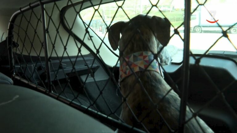 Normas Esenciales para el Bienestar Animal en Paseos