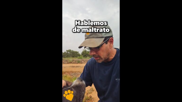 Derechos y Deberes al Pasear Mascotas en Espa&ntilde;a