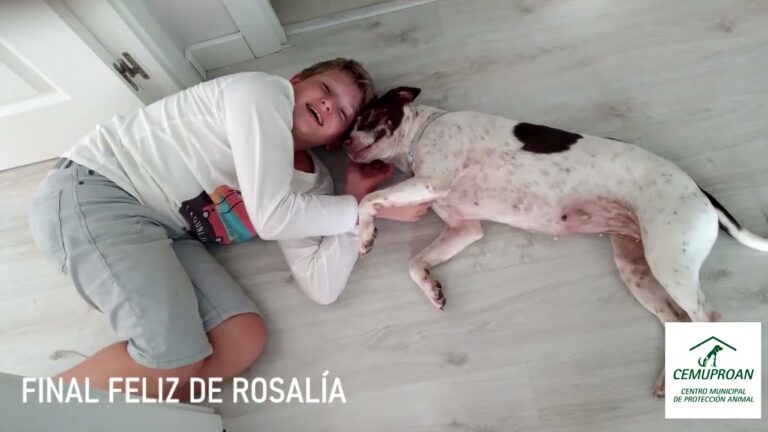 Protecci&oacute;n Animal y Promoci&oacute;n de Adopciones