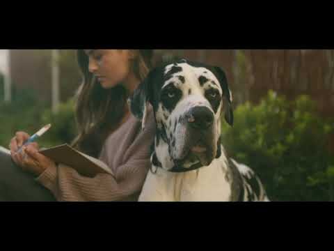 Impulso a la Adopci&oacute;n de Animales en Espa&ntilde;a