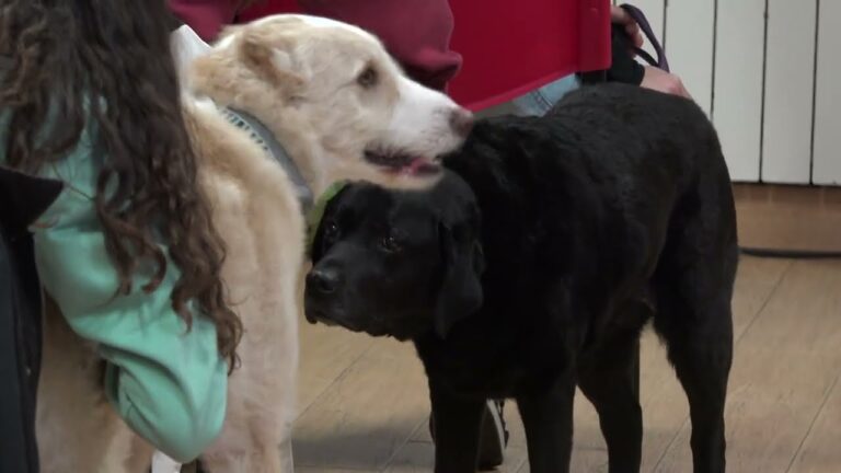 Beneficios de la Adopci&oacute;n Responsable en la Ley de Protecci&oacute;n Animal en Espa&ntilde;a