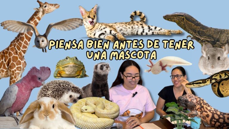 Aspectos Legales de la Tenencia Responsable de Mascotas