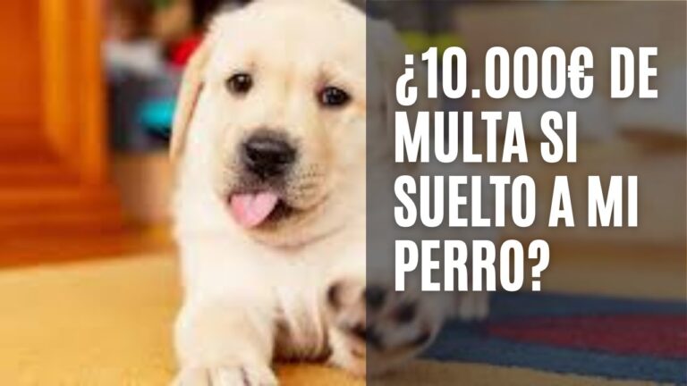 Regulaciones de Infracciones y Sanciones en Espa&ntilde;a